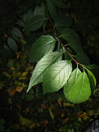 Eucommia ulmoides, photograph 3
