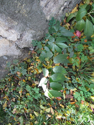 Eucommia ulmoides, photograph 2