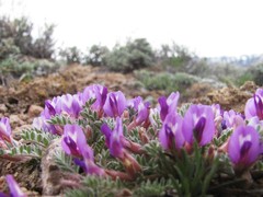 Astragalus newberryi