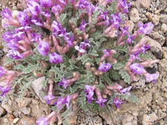 Astragalus newberryi