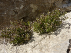 Galium lucidum