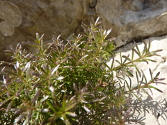 Galium lucidum