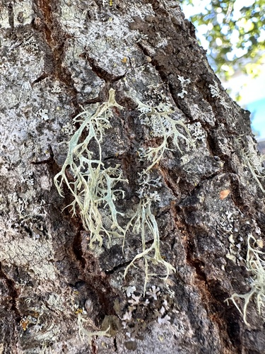 iNaturalist observation photo of Oakmoss