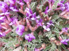 Astragalus newberryi