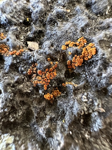 iNaturalist observation photo of sunburst lichens, firedots, and allies