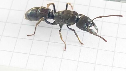 African stink ant