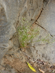 Galium setaceum