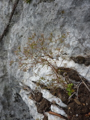 Galium setaceum