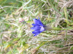 Gentiana pyrenaica