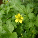 Wood Avens - Photo (c) guillaume_papuga, some rights reserved (CC BY-NC)