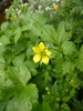 Wood Avens - Photo (c) guillaume_papuga, some rights reserved (CC BY-NC), uploaded by guillaume_papuga