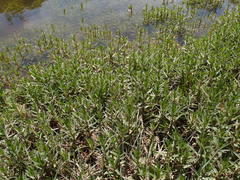 Gratiola officinalis