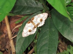 Abraxas amicula-illuminata