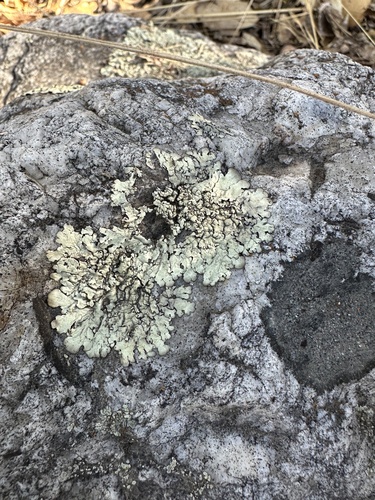 iNaturalist observation photo of rock shield lichens