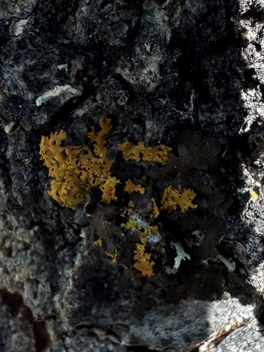 iNaturalist observation photo of Xanthomendoza