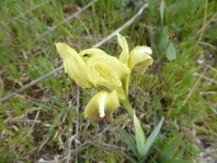Iris pseudopumila