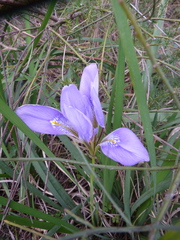 Iris unguicularis