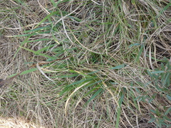 Iris reichenbachiana