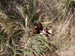Iris reichenbachiana