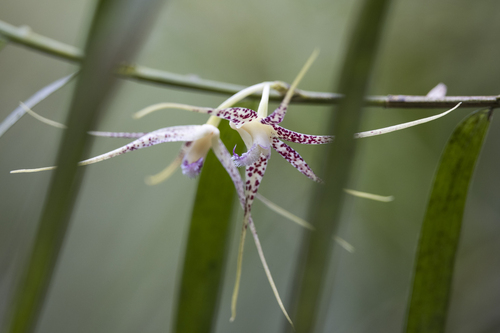 Dendrobium acuminatissimum (Blume) Lindl. 3