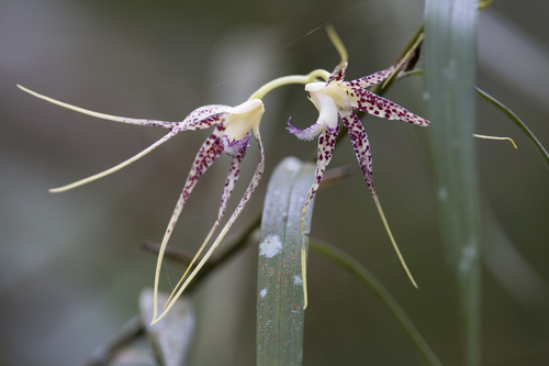 Dendrobium acuminatissimum (Blume) Lindl.