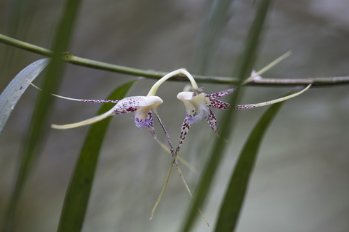 Dendrobium acuminatissimum (Blume) Lindl. 2