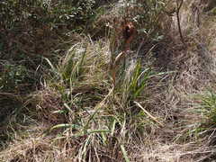 Iris reichenbachiana