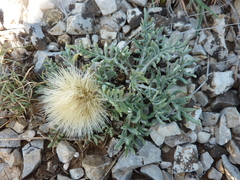 Jurinea humilis