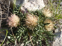 Jurinea humilis