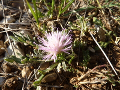 Jurinea humilis