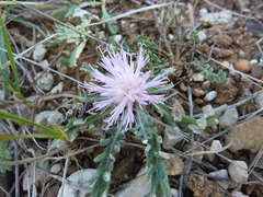 Jurinea humilis