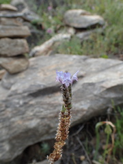 Lavandula multifida