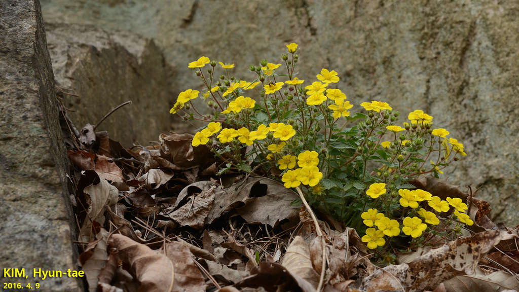 Sunny-place cinquefoil