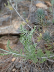 Lavandula multifida