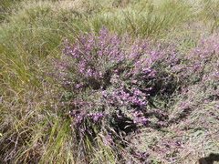 Limoniastrum monopetalum