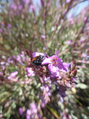 Limoniastrum monopetalum