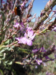 Limoniastrum monopetalum