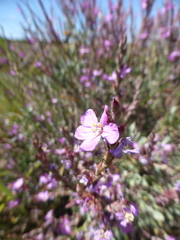 Limoniastrum monopetalum
