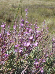 Limoniastrum monopetalum