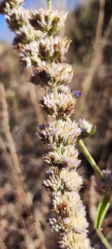 Agastache micrantha, 2023-10-28