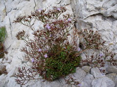 Limonium pseudominutum