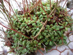 Limonium pseudominutum