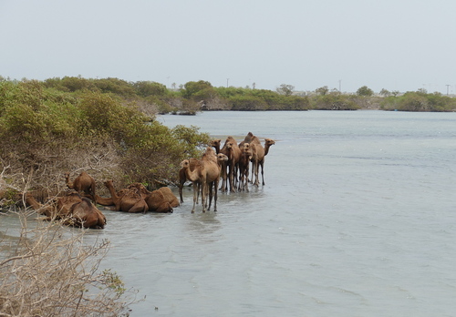 Dromedary Camel
