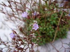 Limonium pseudominutum