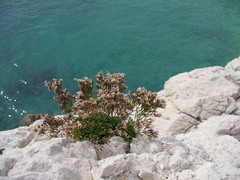 Limonium pseudominutum