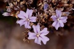 Limonium pseudominutum
