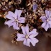 Limonium pseudominutum - Photo (c) guillaume_papuga, some rights reserved (CC BY-NC), uploaded by guillaume_papuga