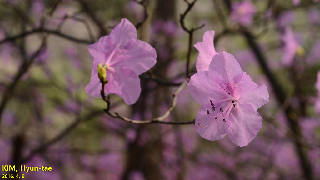 Korean rhododendron (Rhododendron mucronulatum)  iNaturalist