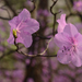 Korean Rhododendron - Photo (c) Kim, Hyun-tae, some rights reserved (CC BY), uploaded by Kim, Hyun-tae