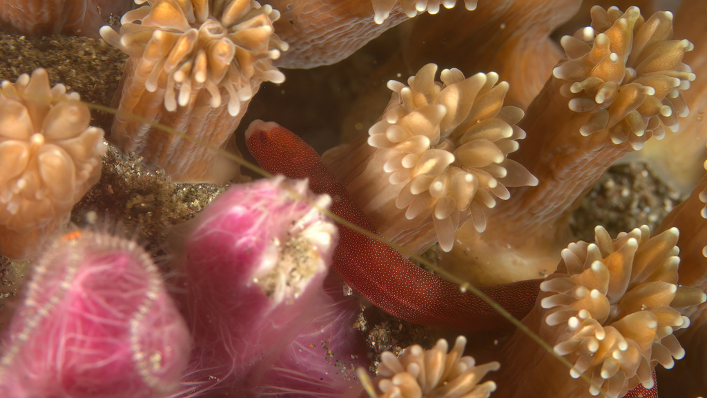 Bruce's coral pipefish (Bulbonaricus brucei) — Syngnathidae